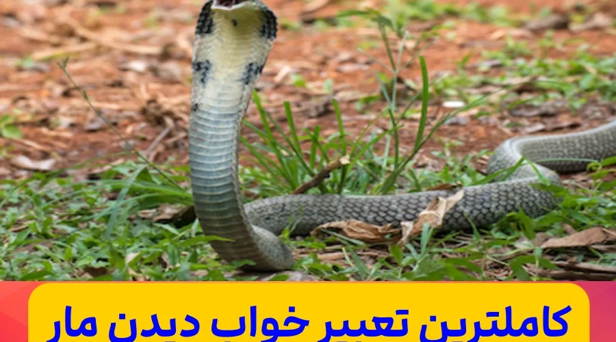 تعبیر خواب مار و کشتن مار و مار بزرگ در خانه پدری