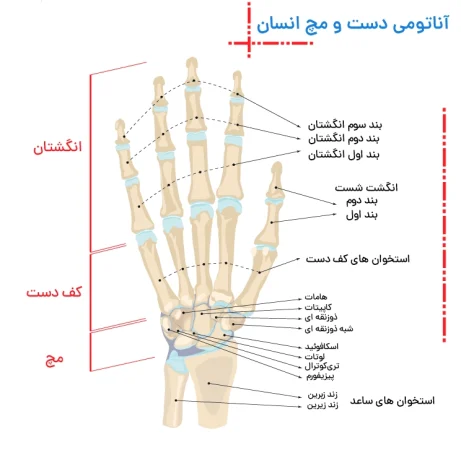 ویژگی های ساختار مفصل مچ دست,آناتومی و استخوان مچ دست