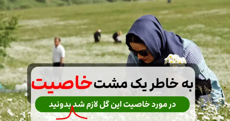 گل بابونه