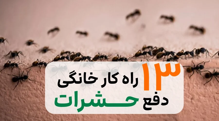 حشرات موذی