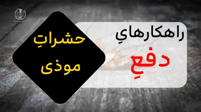 از حشرات موذی خداحافظی کنید