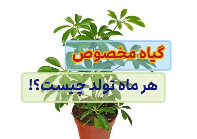 گیاه ماه تولدتان را بشناسید | گیاه مخصوص هر ماه چیست؟! 2 گیاه مخصوص هر ماه تولد چیست؟