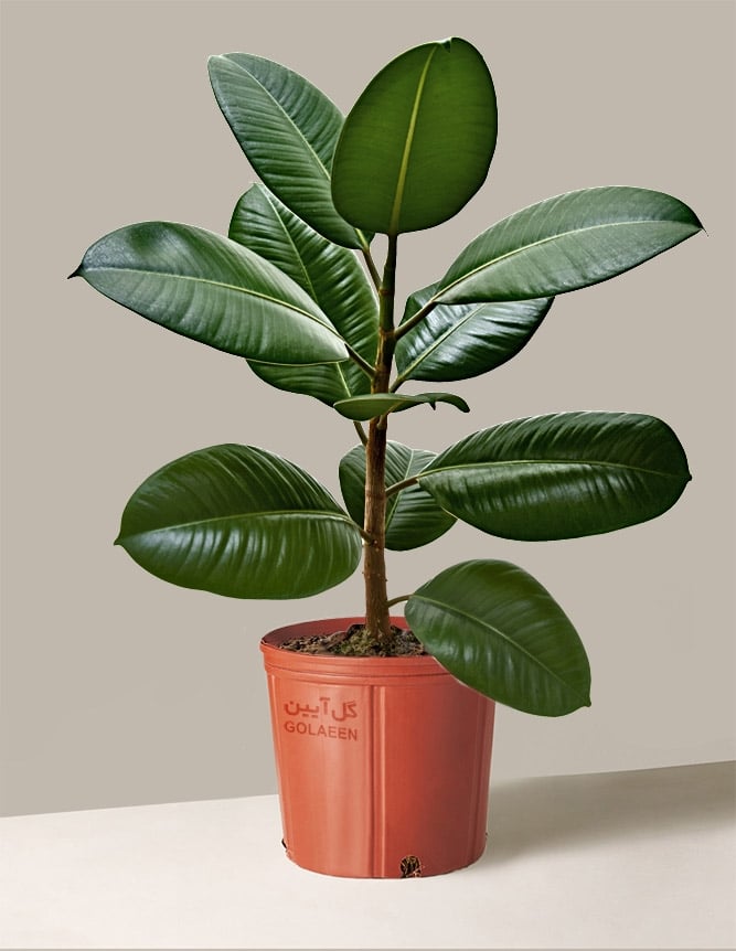 فیکوس الاستیکا(Rubber Plant) فیکوس الاستیکا(Rubber Plant)