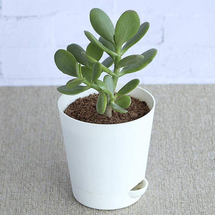 گیاه یشم گیاه یشم