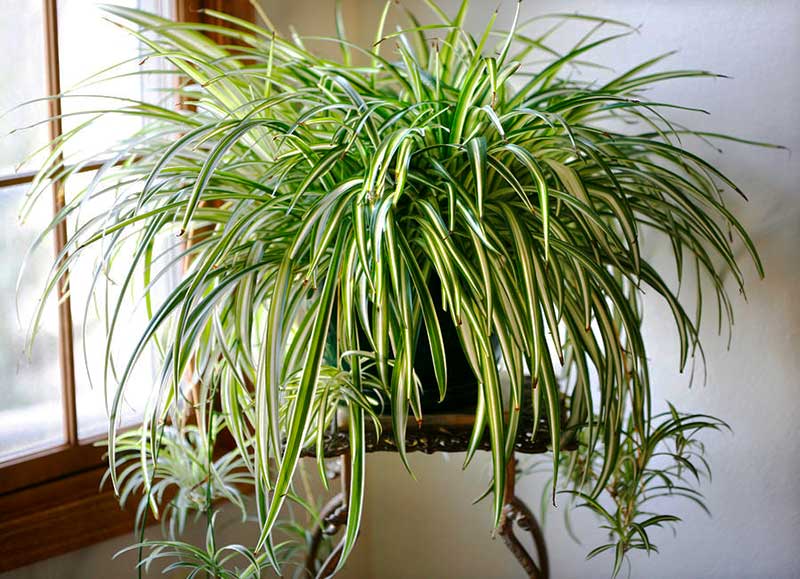 گیاه گندمی(spider plant) گیاه گندمی(spider plant)
