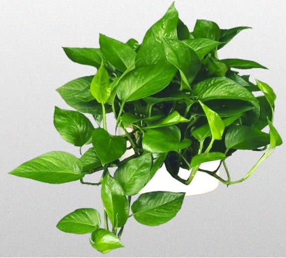 گیاه پتوس گیاه پتوس