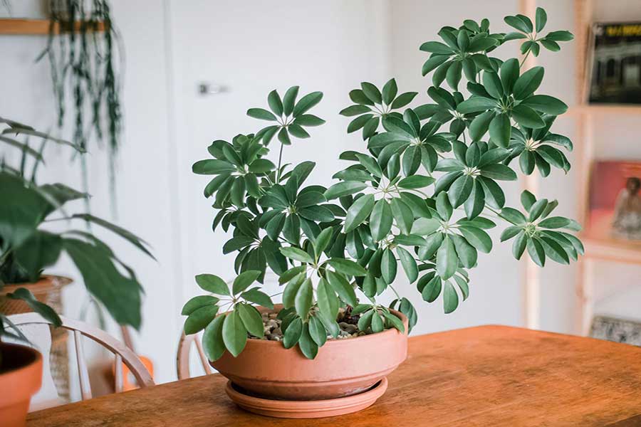 شفلرا (Schefflera) شفلرا (Schefflera)