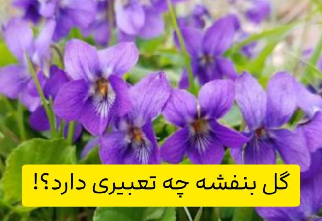 گل بنفشه چه تعبیری دارد؟