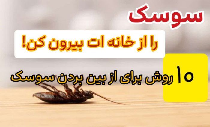 10 روش از بین بردن سوسک