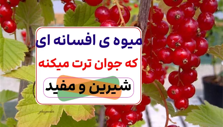 اکسیر جوانی