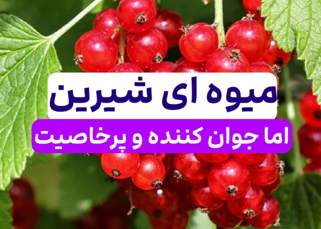 میوه ی خوشمزه ای که به آن اکسیر جوانی میگویند میوه ی خوشمزه ای که به آن اکسیر جوانی میگویند