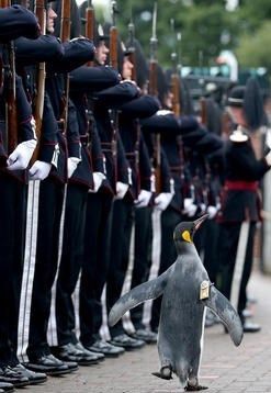 پنگوئن سرلشگر