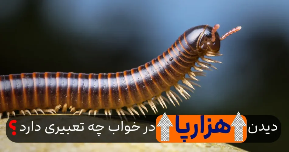 در خواب هزارپا ببینید تعبیرش چه می ش