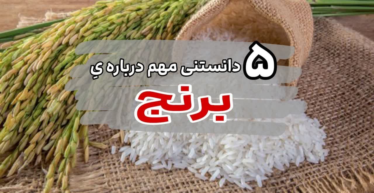 ۵ دانستنی مهم درباره برنج! که واقعا شوکه می شی از خوندنش!!