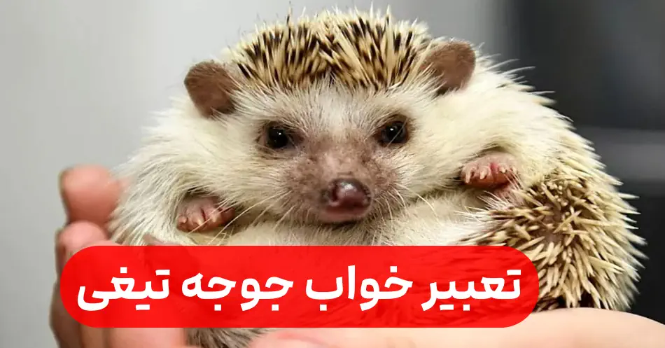 خواب جوجه تیغی چیست؟