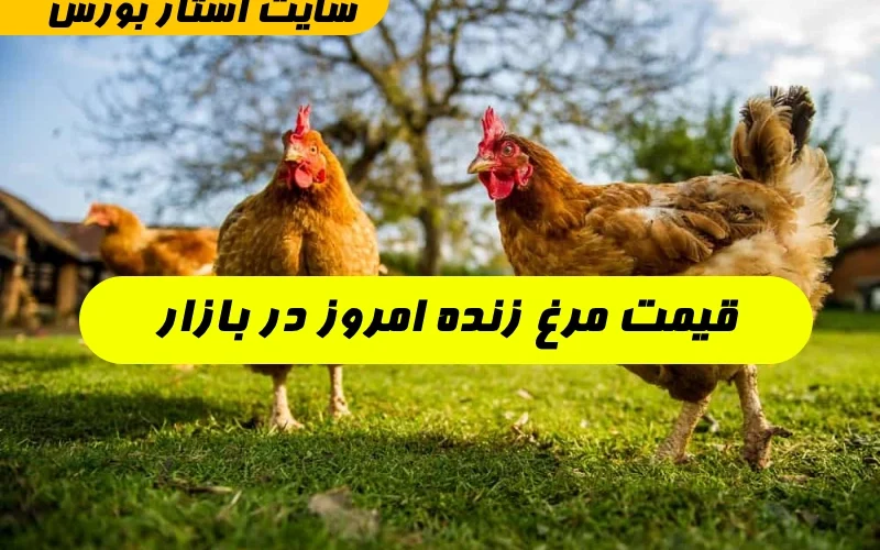 قیمت مرغ زنده امروز در بازار,قیمت مرغ زنده کیلویی گوشتی