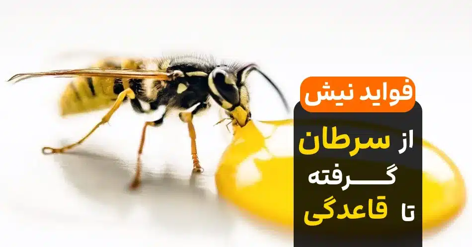 ?12 فایده عجیب نیش زنبور / زنبور تا حالا کجای بدنتون رو نیش زده؟!?