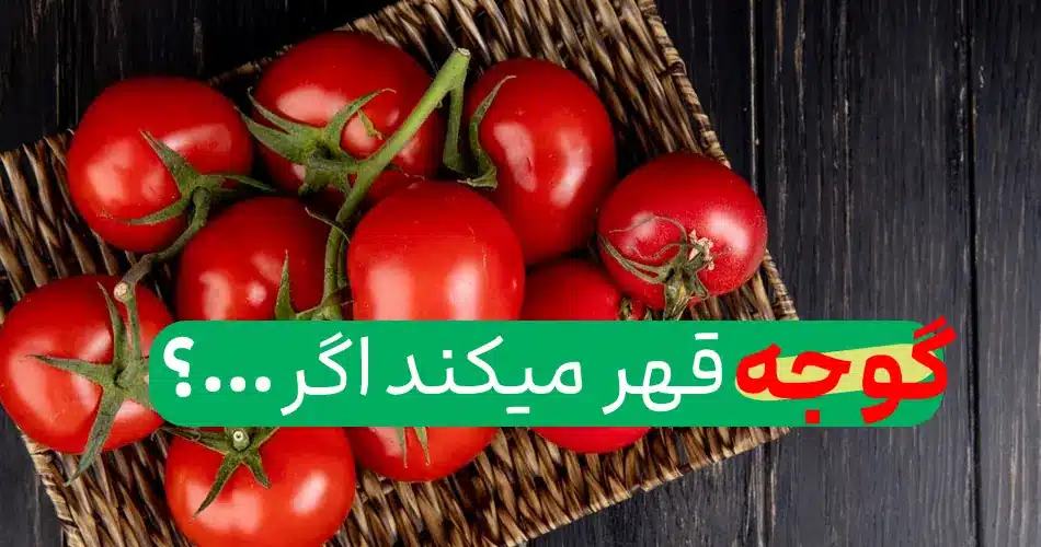 قهر کردن گوجه فرنگی