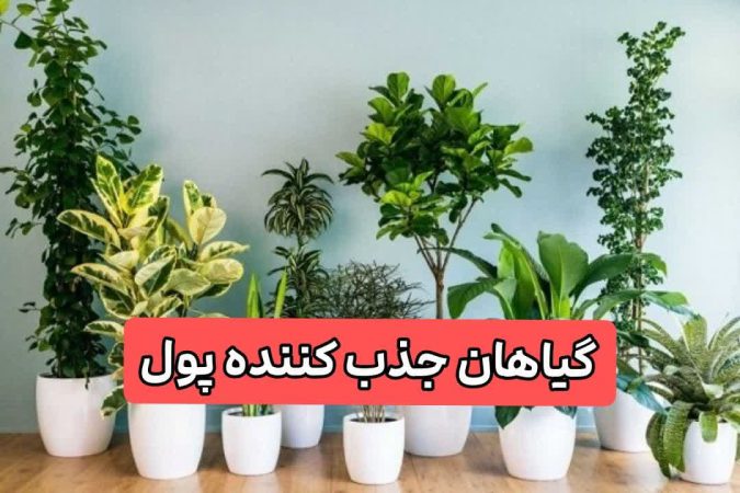 ۶ گیاه ثروت ساز | با داشتن این گیاهان پولدار شو! با علم فنگ شویی 2 گیاهان جذب کننده پول
