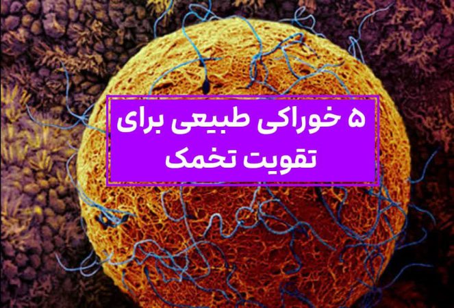 ۵ خوراکی که مثل بمب تخمک رو تقویت میکنه!! تقویت تخمک با مواد خوراکی!! 2 5خوراکی طبیعی برای تقویت تخمک